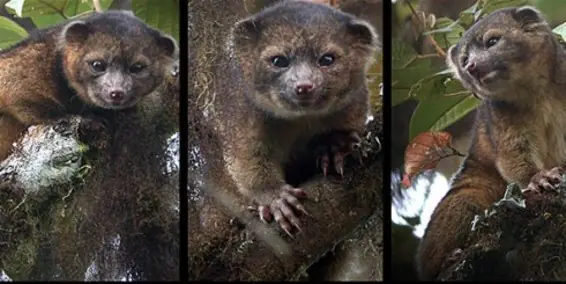 Descubren en Colombia el olinguito