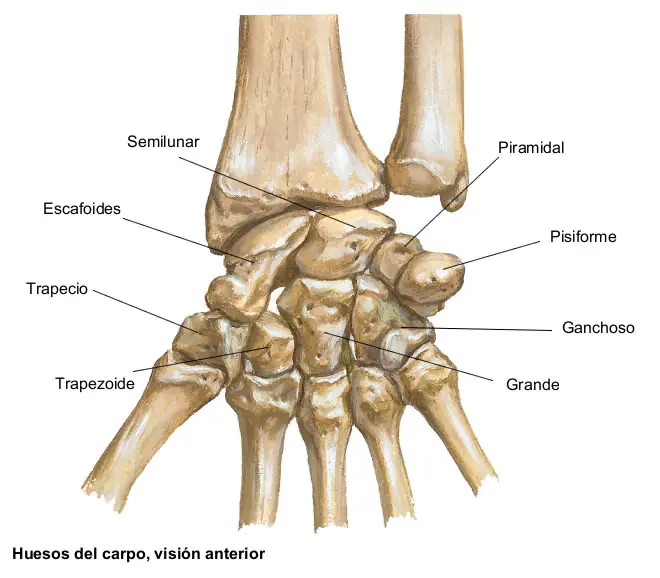 ¿Por qué nos truenan los huesos?