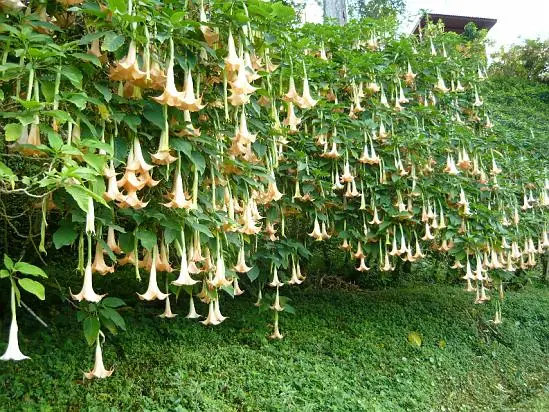 Experiencia tras tomar floripondio, la yerba del diablo.