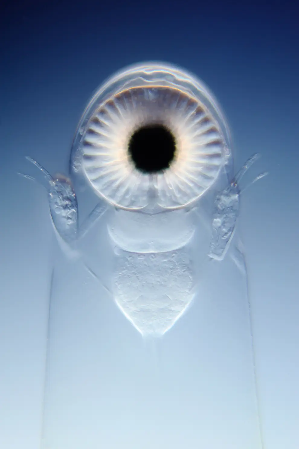 Nikon: competencia de microfotografía