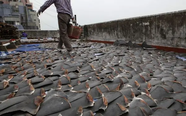 La codicia por las aletas de tiburón extingue a dos especie