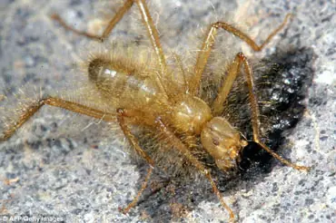 anfibios