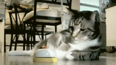 Gifs