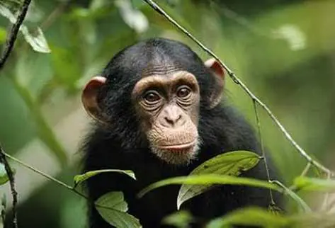 Monos también tienen “crisis de la madurez”, según inv