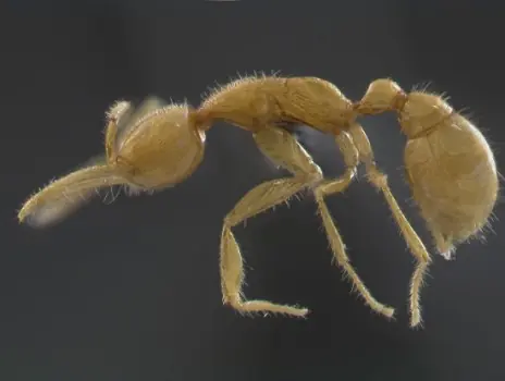 anfibios