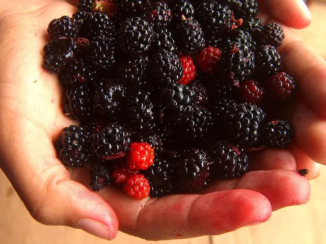 Moras, delicias exquisitas para la piel