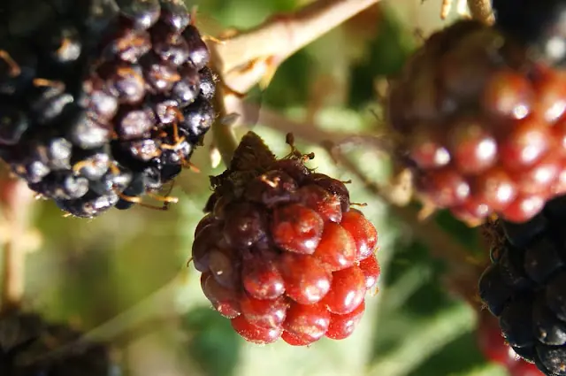 delicias