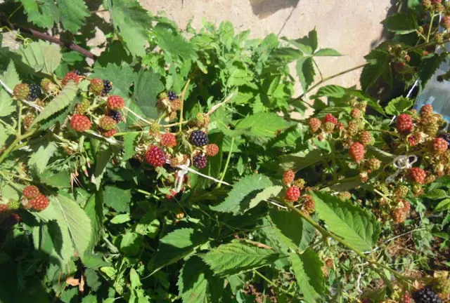 moras