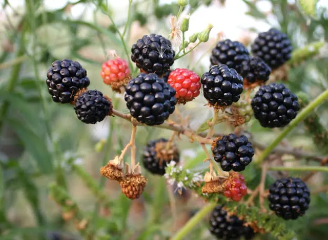 Moras, delicias exquisitas para la piel