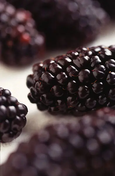 Las Moras son solo frutos de veranos.