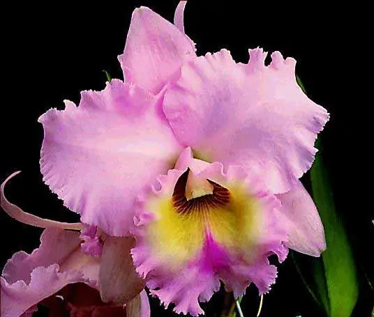 que flor regalar : el significado de las flores