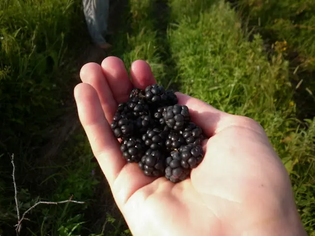 delicias