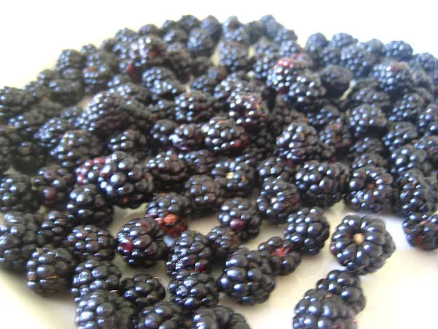 exquisitas