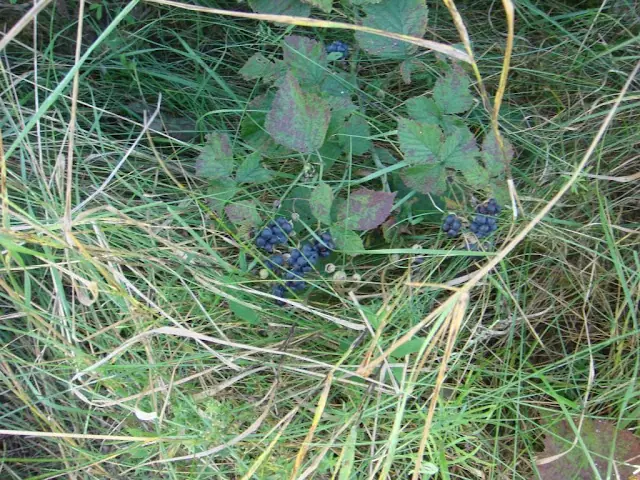 moras