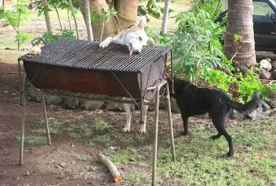 raras