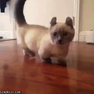 El extraterrestre de tu gato