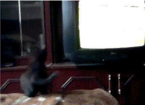 El extraterrestre de tu gato