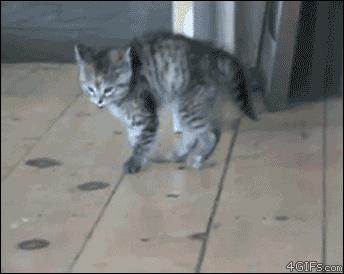 Gifs