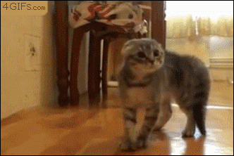 El extraterrestre de tu gato