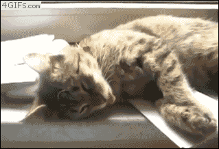 El extraterrestre de tu gato