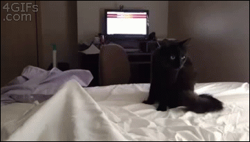 Gifs