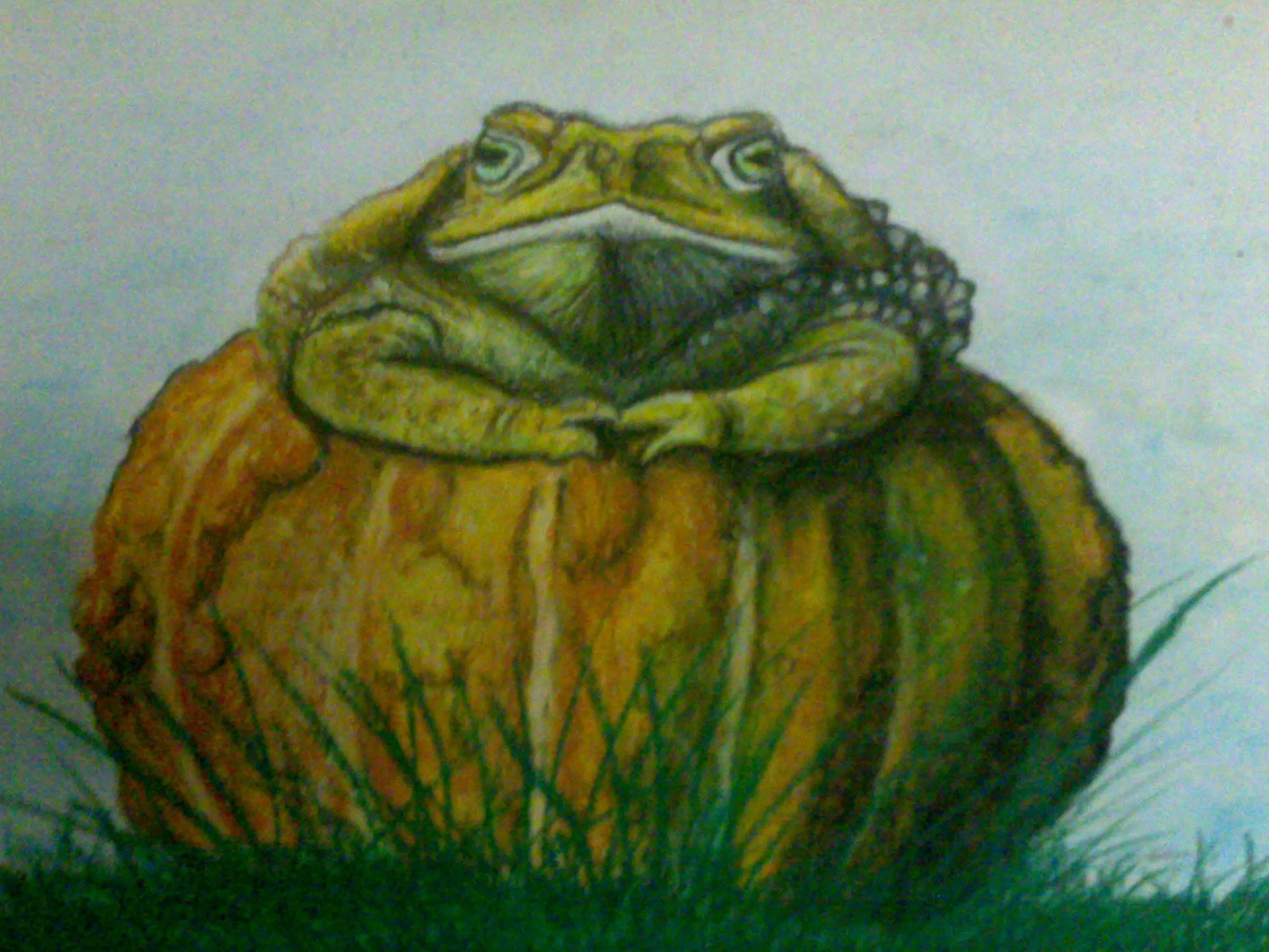boceto