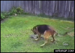 Gifs
