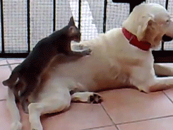 gatos