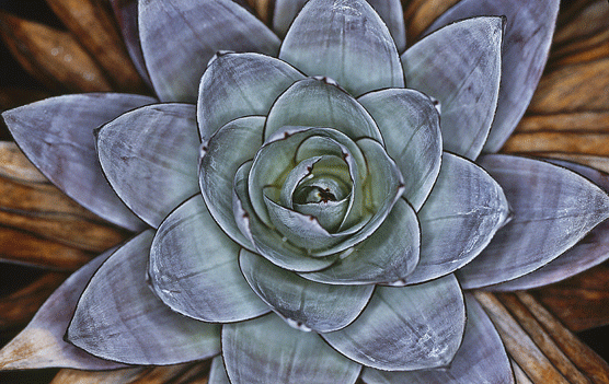naturaleza