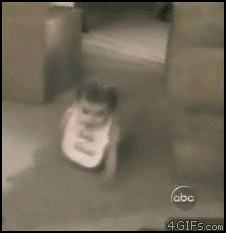 30 gifs Perros Vs. Gatos