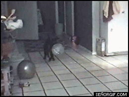 Gifs Graciosos Para Adornar [Megapost]