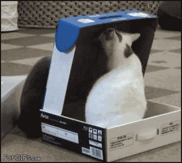 gatos