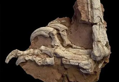 Balaur bondoc, el «dragón» que se paseó por Europa