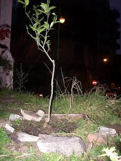ecologia