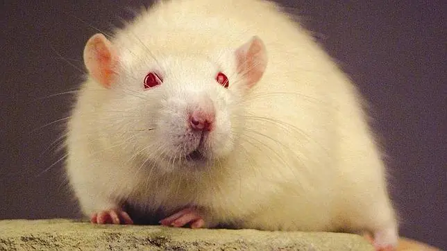 5 Razones para ver que las ratas son mucho más aterradoras