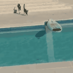 30 gifs Perros Vs. Gatos
