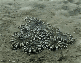 Gifs