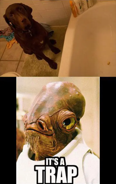 humor
