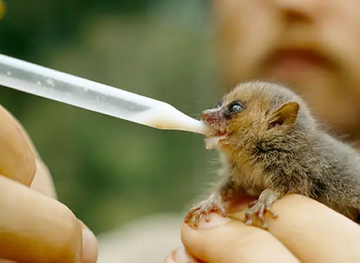 Animales