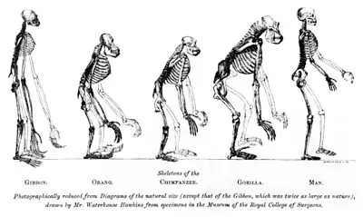 evolucion