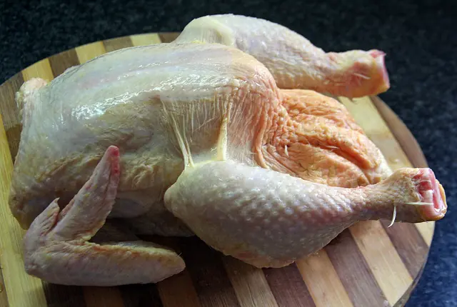 Pollo