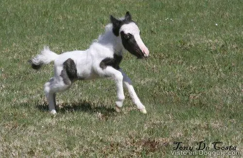 Curiosas historias con Ponis como protagonistas.