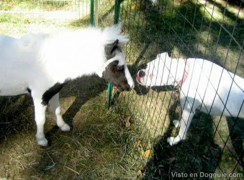caballos
