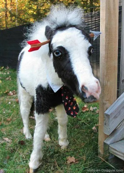 ponis