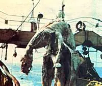 extincion