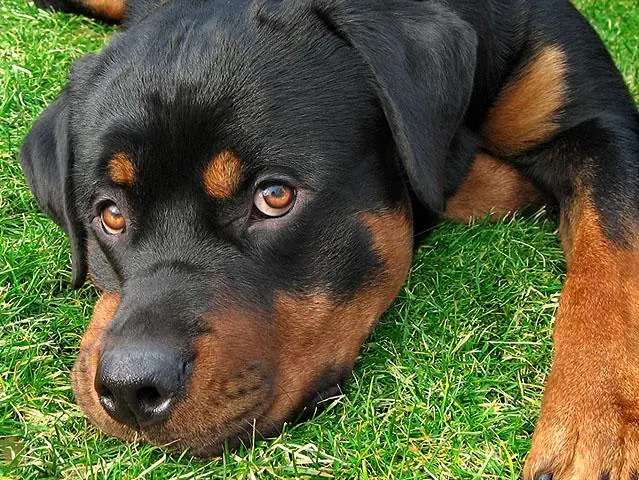Condenan a una mujer por tener relaciones con perro