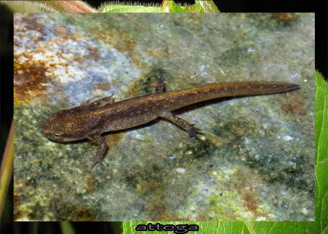 venenosa