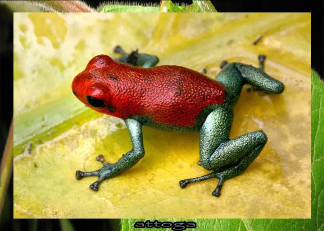 salamandra