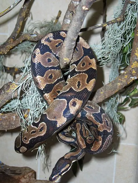 hormigas