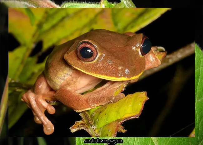 venenosa